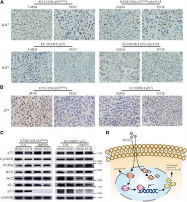 Reactivation of mutant p53 in esophageal squamous cell carcinoma by isothiocyanate inhibits tumor growth